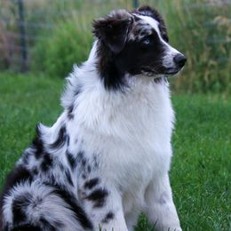 Marinette - Australian Shepherd