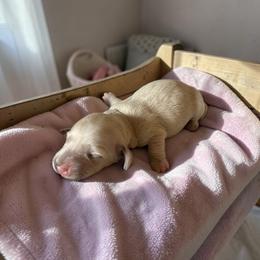 Dolly - Cream female Dachshund puppy in Trenton, Kentucky from Promise Land Puppies