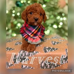 Harvest - Blenheim male Cavapoo puppy in Chattanooga, Tennessee from Scenic City Doodles