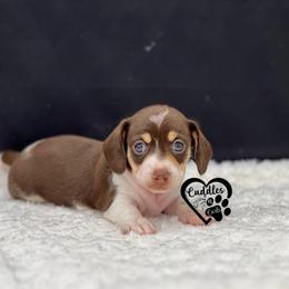 Molly (SHORTHAIR) - Chocolate and cream female Dachshund puppy in Nashville, Arkansas from Cuddles n Curls
