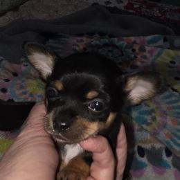Snow (tiny) - Black and tan male Chihuahua puppy in Seneca, Missouri from Stephanie’s Puppy Colony