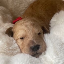 Chrissy - Apricot female Labradoodle puppy in San Antonio, Texas from I Love U Back Labradoodles, LLC