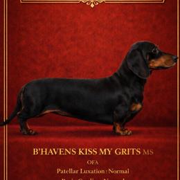 Flo - Dachshund