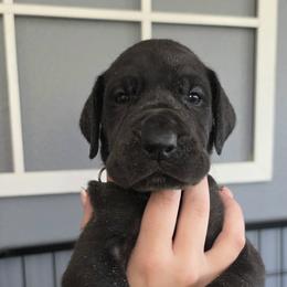 Bella - Black female Great Dane puppy in Longview, Texas from Lazy A Danes