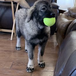 Sarplaninac Puppies from KF Bogy’s Farm, LLC