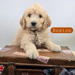 Boston - Apricot male Goldendoodle puppy in Neillsville, Wisconsin from Granton Creek