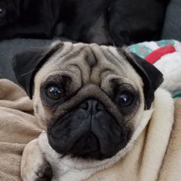 Daisy - Pug