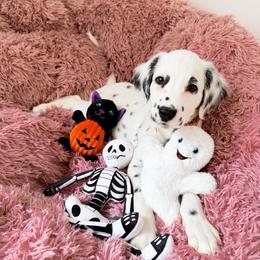 Shaken Espresso - LUA long coat - White and black male Dalmatian puppy in Davenport, Florida from Sunny Jewels Dalmatians