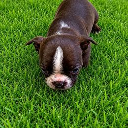 Charlie Brown - Red male Boston Terrier puppy in Covington, Georgia from Tuxedo Bostons of Atlanta