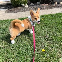 Pembroke Welsh Corgi Puppies from Rose Water Corgis
