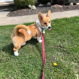 Pembroke Welsh Corgi Puppies from Rose Water Corgis
