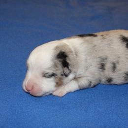 Maple - Blue merle female Miniature American Shepherd puppy in Hillsdale, Michigan from Faithwalk Aussies and Mini American Shepherds