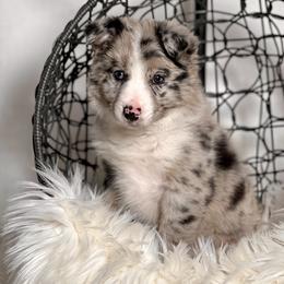 Frosthelm - Blue merle male Border Collie puppy in Conway, Missouri from 2J 2K Border Collies | Maremma Sheepdogs