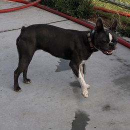 Phoenix or Nix - Boston Terrier
