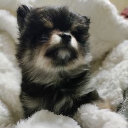 Pomeranian Puppies from Cutie Poms