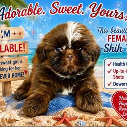 Larimae - Chocolate and tan female Shih Tzu puppy in Manahawkin, New Jersey from Lilly’s Seashore Shih Tzus