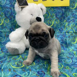 Pug Puppies from Pugalittlefoot