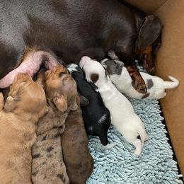 Dachshund Puppies from M5 Dachshunds