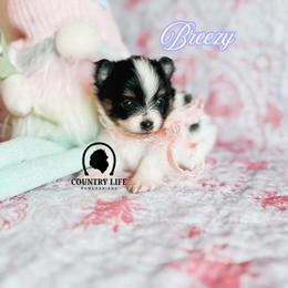 Girl 2 - Breezy - Black and tan parti female Pomeranian puppy in Idaho Falls, Idaho from Country Life Pomeranians