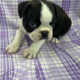 Parker - Black brindle and white male Boston Terrier puppy in Fillmore, Illinois from Wind Hill Puppies