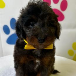 Yellow Girl - Merle female Bernedoodle puppy in Horseshoe Bend, Idaho from Over the Moon Poodles and Doodles