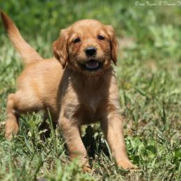 Missy Red Girl - Dark golden female Golden Retriever puppy in Idaho Falls, Idaho from Once Upon A Dream Kennels