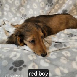 Max 2,400 - Red male Dachshund puppy in Tonopah, Arizona from Desert Diamond Dachshunds