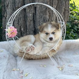 Pomsky Puppies from Lake in the hills Pomskies