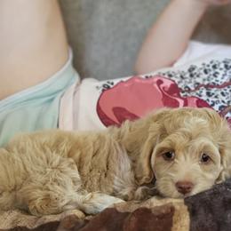 Pikachu - Buff and white male Cockapoo puppy in Mocksville, North Carolina from Hunting Creek Kennels & Farm