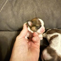 Zena - Sable and white female Shih Tzu puppy in Atoka, Oklahoma from Boggy Depot Cavaliers & Friends