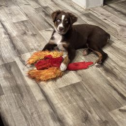 Apollo - Red tri-color male Australian Shepherd puppy in Greenville, Texas from Amandas Aussies