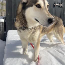 Milan - Black tan and white female Siberian Husky puppy in York, Maine from Maine Coast Huskies