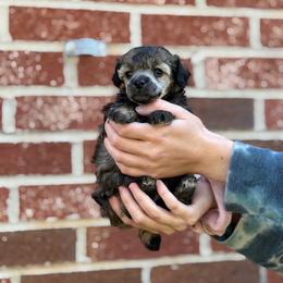 Treat - Sable female Poodle puppy in Lavonia, Georgia from Peach Blossom Kennels