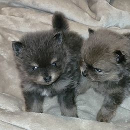 Boy 1 - Blue and tan male Pomeranian puppy in Turnersville, New Jersey from MK Exquisite Poms