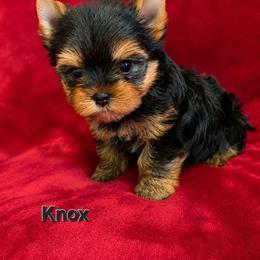 Knox - Black and gold male Yorkshire Terrier puppy in Luray, Tennessee from Little Angel Yorkies