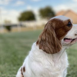 Cavalier King Charles Spaniels and Cavapoos from Hattie’s Texas Cavapoos