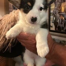 Girl 2 - Black and tan female Pembroke Welsh Corgi puppy in Ridgeland, South Carolina from FOF Lowcountry Corgis