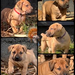 Girl 3 - Red female Boerboel puppy in Pennsylvania from Cold River Boerboels