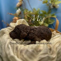 Meg - Silver-beige  female Poodle puppy in Greenville, North Carolina from Grace Poodles