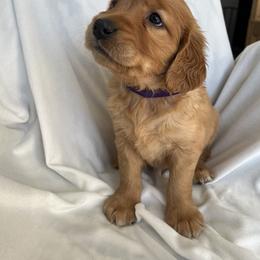 Golden Retriever Puppies from Thoroughmark Retrievers