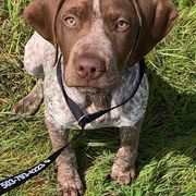 Braque Francais Pyreneans from Windy Ridge Gun Dogs