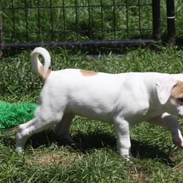 American Bulldog Puppies from Ferocia Kennels