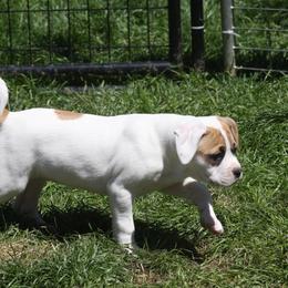 American Bulldog Puppies from Ferocia Kennels
