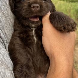 Cocker Spaniel Puppies from Chocolate Cocker Spaniels