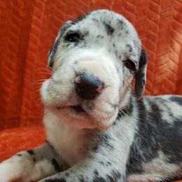 Great Dane Puppies from Gentle Giants of Tennessee Great Danes