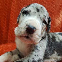 Great Dane Puppies from Gentle Giants of Tennessee Great Danes