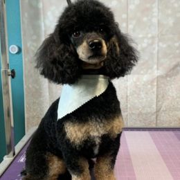 Bichon Frises and Poodles from Cheri Ebert's Poodles and Bichon Frise