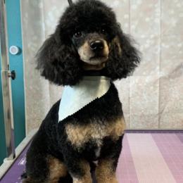 Bichon Frises and Poodles from Cheri Ebert's Poodles and Bichon Frise