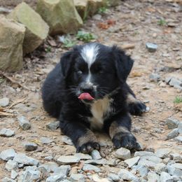 Australian Shepherd Puppies from Moss' Cross Creek Aussie’s