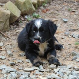 Australian Shepherd Puppies from Moss' Cross Creek Aussie’s